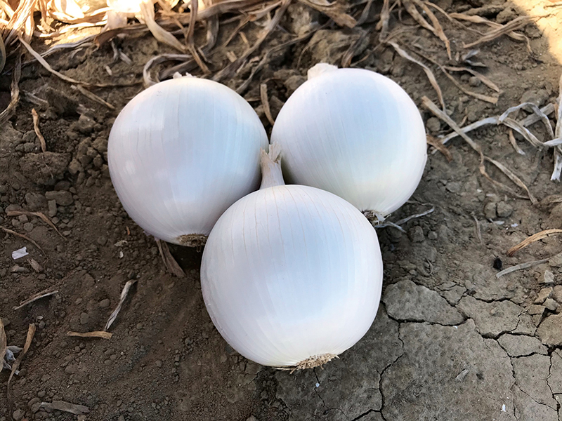 Lirika F1, Cipolla bianca a giorno lungo